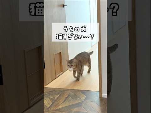 うちの犬、猫すぎない…？ #ポムしま