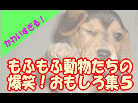 【もふもふ】かわいすぎる！犬猫ペット動物たちの最新おもしろ集５　癒されます