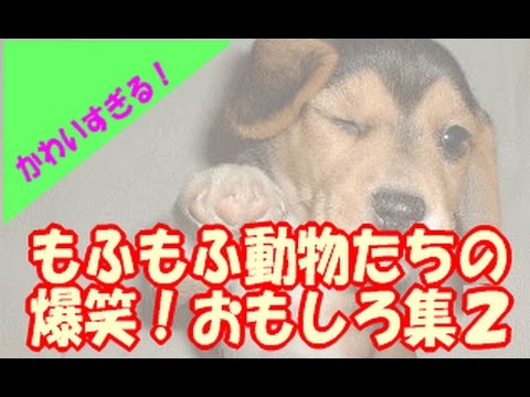 【もふもふ】かわいすぎる！犬猫ペット動物たちの最新おもしろ集２　癒されます
