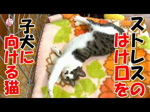【保護犬　子犬】ストレスを子犬にぶつける猫＋おまけコーナー