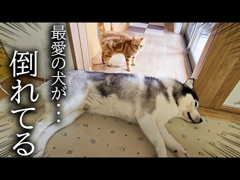 廊下で犬が倒れているのを発見した子猫の対応に驚きました…