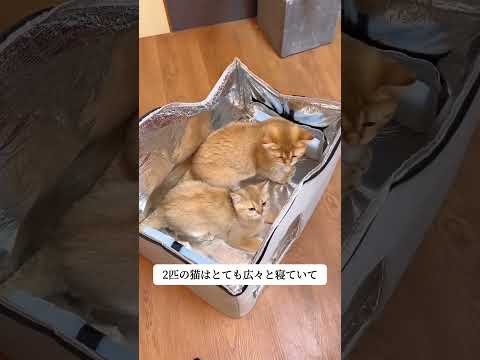 [Giipet]ひんやり猫犬冷感ハウス🏠 #giipet  #ペット用品 #おすすめ #automobile #ペット #pets #可愛い #いぬすたぐらむ #puppy