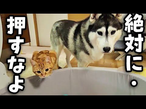プールを出したら子猫と犬達が大喜びでこうなりました…