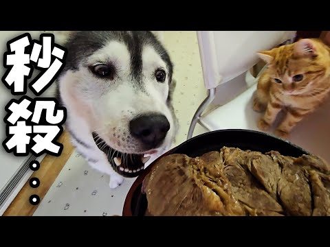 生まれて初めて特大ステーキを食べた子猫と犬達の反応がこちらです…