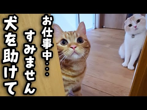 子猫と母猫が犬の異変に気づき知らせにきたのでついて行くと…