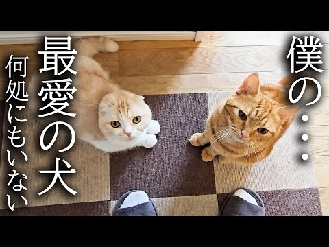 犬を預けたら寂しくて子猫が大泣きして家中探し回ってます