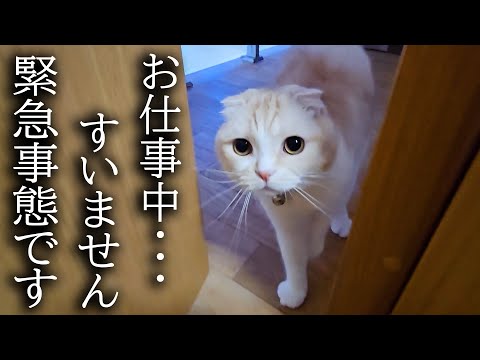 猫が大騒ぎしてるのでついて行ってみると大変な事が…