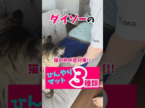 ダイソーのひんやりグッズで猫たちの暑さ対策に大活躍！