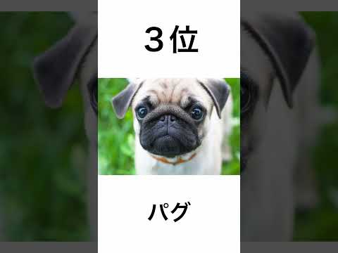 2023年最新！飼いやすい小型犬ランキング4位〜1位