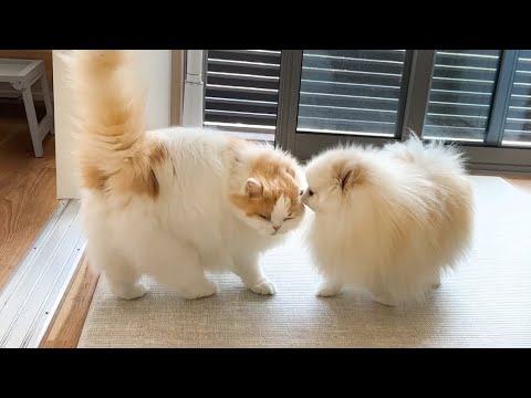 猫と犬の兄弟愛がつよすぎて困っています…！