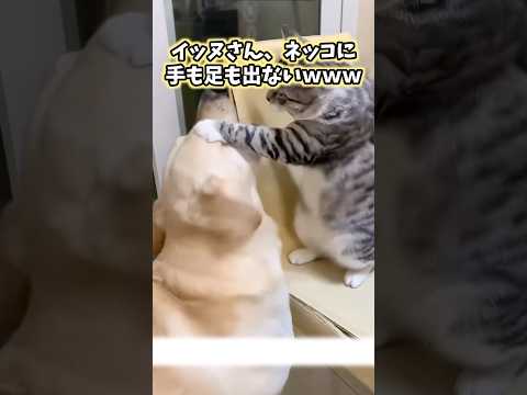 絶対爆笑する犬猫映像5選www #猫 #犬 #ペット #動物 #2ch #shorts