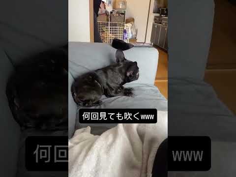 #おもしろペット #ペットのいる生活 #癒し動画 #犬のいる暮らし #猫のいる暮らし #笑える動画 #ペットあるある #わんこ動画 #にゃんこ動画 #ペットとの日常
