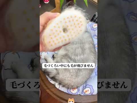 [Giipet]ペットブラシ😻 #giipet #ペット用品 #cat #pets #cute #ペット #おすすめ #いぬすたぐらむ #猫がいる幸せ #doglife #チワワ