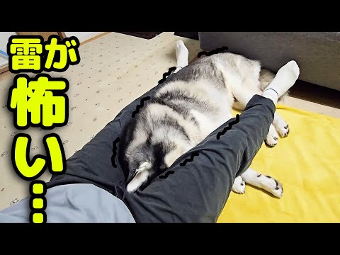 突然の落雷にガタガタ震え飼い主の股の中に納まるハスキー犬がこちら