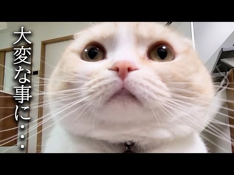 巨大迷路にチャレンジした結果犬と猫のリアクションが100点すぎた…