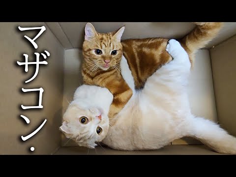 甘えん坊の子猫と母猫がこっそり抱き合っていた結果…