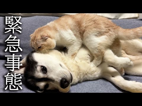 深夜に子猫がいなくなり緊急でハスキー犬を起こす猫がこちら…