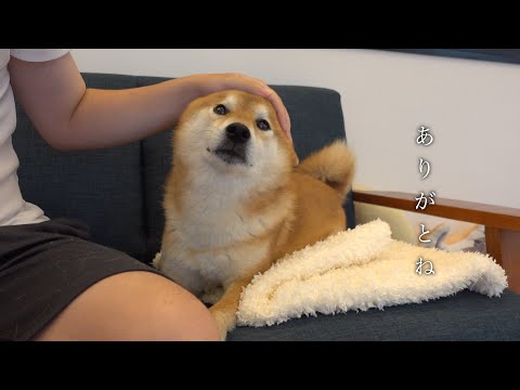 柴犬と猫との日常で、不思議なことが次々と起こり始めてます。