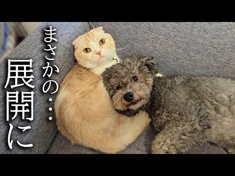 犬にこっそり甘えられた猫はこうなります…
