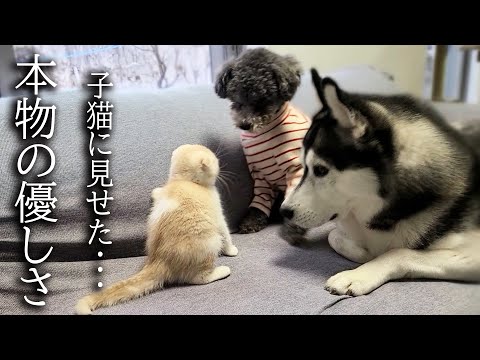 初めて子猫が犬達に心を開いた瞬間がこちらです…
