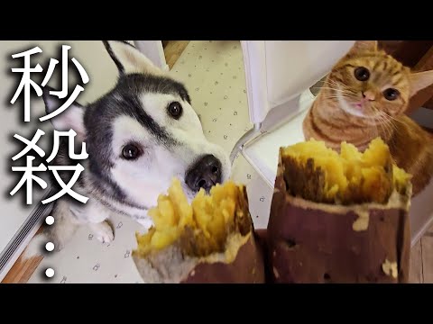 生まれて初めて焼き芋を食べた子猫と犬の様子がこちらです…