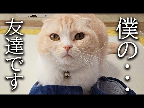 新しい猫ちゃんに大喜びの犬と猫がこちらです…