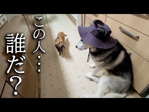 仮装した犬がいたら子猫は気づくのか？