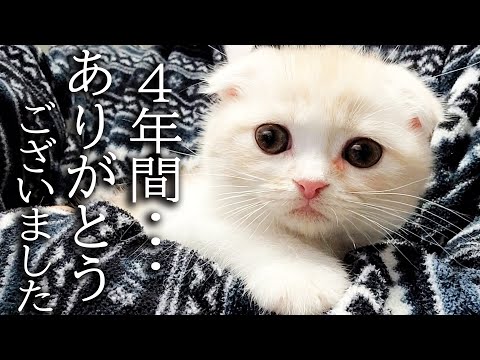 ハスキー犬に育てられた子猫は4年後こうなりました…