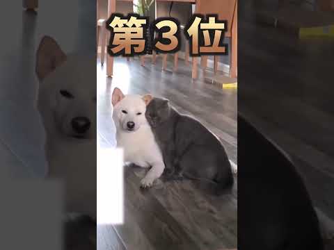 絶対ニヤける犬猫映像5選ｗｗｗ　#猫 #犬 #猫のいる暮らし #犬のいる生活 #ペット #動物