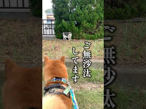 ネコ先輩に危険を知らせる柴犬こむぎ #犬 #猫 #柴犬こむぎ