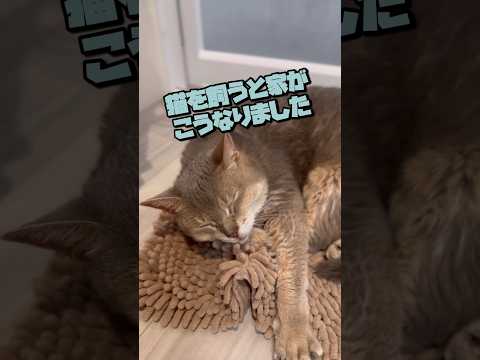 猫を飼うと家がこうなりました