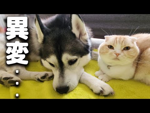病院から戻ったハスキー犬の異変…