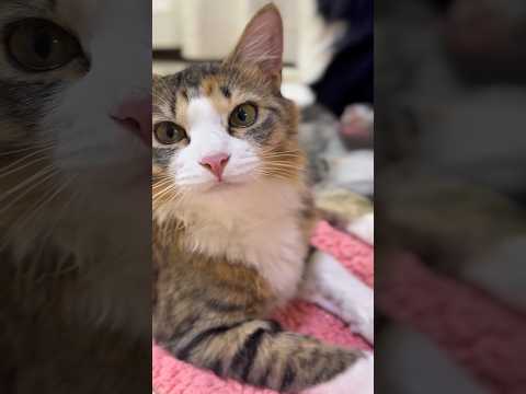 お家の犬さんと猫さん　おはようございます。ミーナは3kgになりました #dog #元気になる動画 #大型犬のいる生活 #猫のいる暮らし #日常 #cat #三毛猫 #ネコ #ねこ