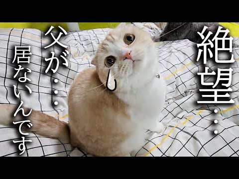 夜中に最愛のハスキー犬が居なくて絶望する猫達がこちら…