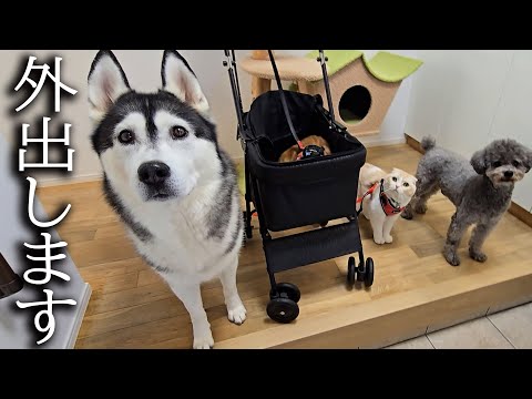 初めて犬と子猫を連れて紅葉を見に行ったら楽しすぎてこうった…