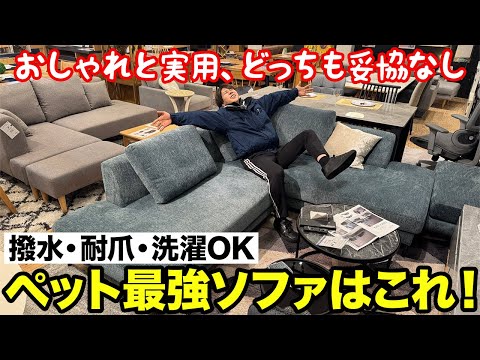 【ペット最強ソファ】撥水×猫爪OK×洗える！ペットがいる家庭に最高のソファがすごい！「ブルーキャット」