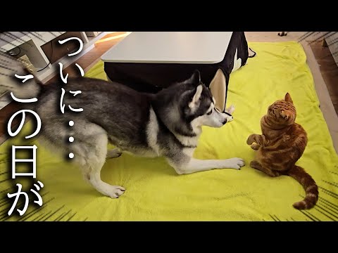初めて子猫がハスキー犬に叱られた結果…