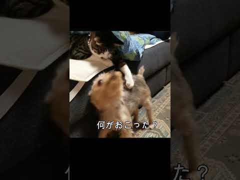 犬をたぐり寄せる猫#shorts
