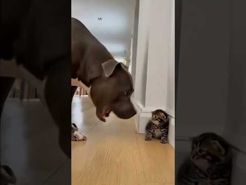 犬が小さな子猫をいじめようとする…するとこんなことが起きた！#猫 #防犯カメラ #クマ #猫好き #動物好き