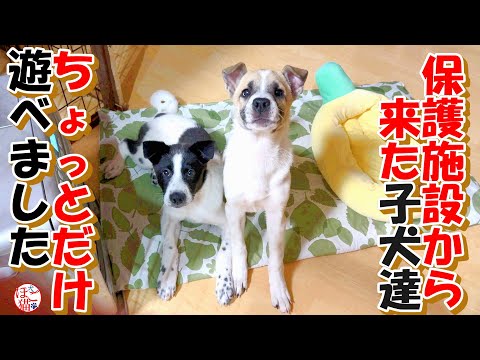 【保護犬　保護猫】保護施設から来た子犬達がとってもマイペースです