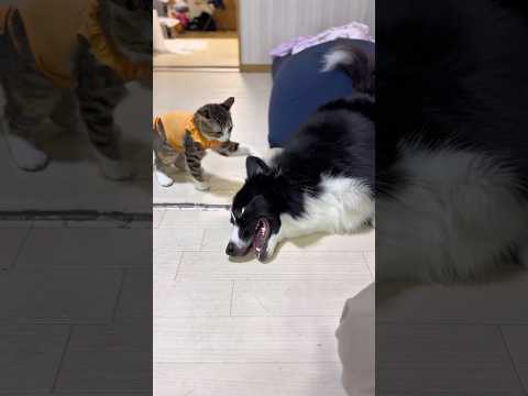 お家の犬さんと猫さん　ミーナ病院で抜糸する #cat #dog #日常