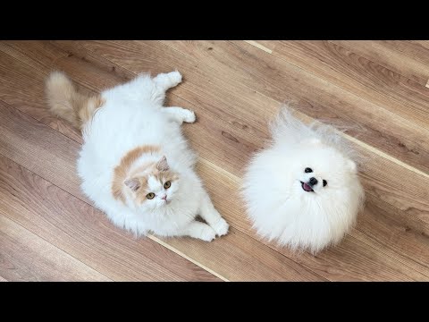猫と犬の命を守るためにとあることを見直しました！