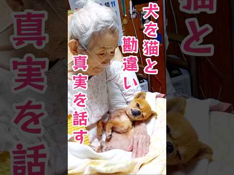 ㊗️145万再生！長年チワワを猫と勘違いしてる婆ちゃんに犬と伝える！#チワワ#老犬