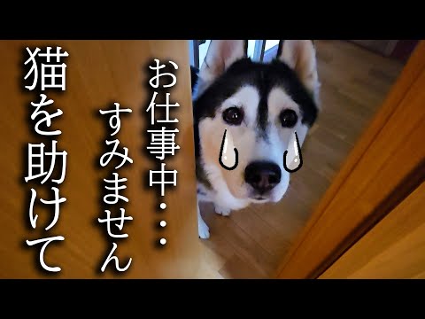 仕事中に犬がクンクン鳴くのでついて行くと猫が大変なことに…