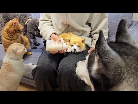 売れ残った子犬にミルクをあげると猫と犬が大変なことに…