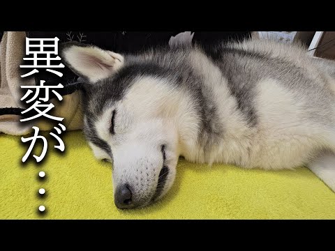 ハスキー犬が放し飼いの犬に噛まれてから様子がおかしいです…