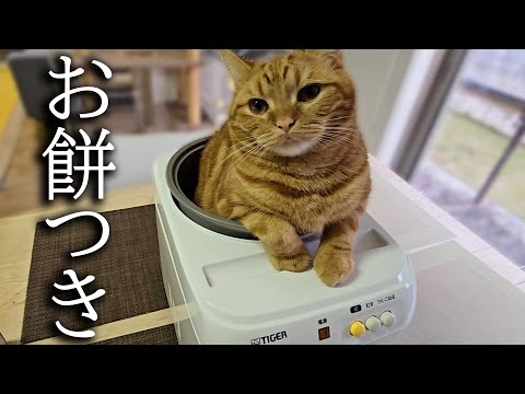 餅つき機を占領して動かない子猫をそのまま餅にしたらこうなりました…