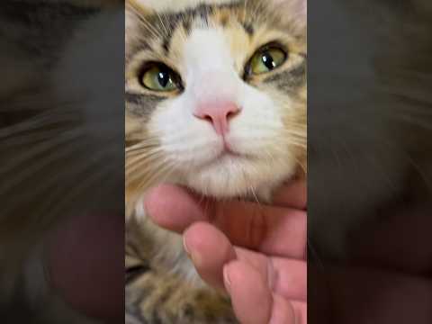 お家の犬さんと猫さん　おはようございます　2度寝してバタバタしてます笑 #dog #元気になる動画 #猫のいる暮らし #大型犬のいる生活 #日常 #cat #三毛猫