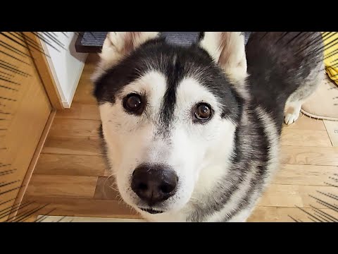 ハスキー犬の様子がおかしい…