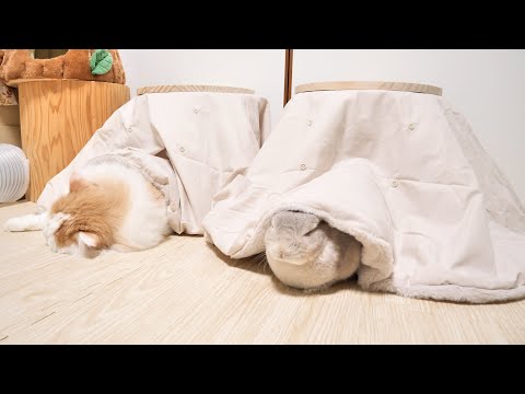 話題のペットコタツ買ってみたら見事なまでにダメになってしまったうちのうさぎと猫